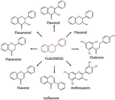 Flavonoids promote Rhizophagus irregularis spore germination and tomato root colonization: A target for sustainable agriculture